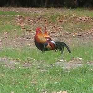 Meet your Posher, Layla